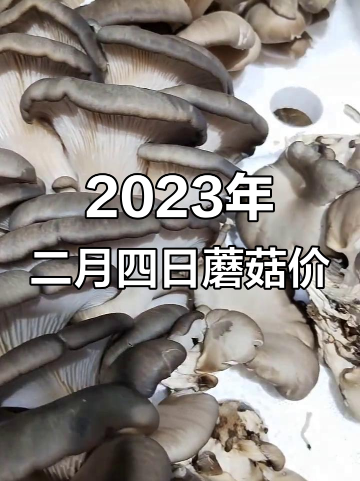 2月4日全国蘑菇价格评估：近期市场走势平稳