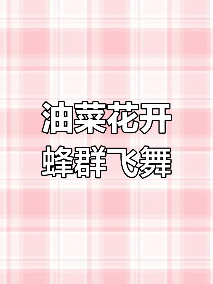 油菜花海中的蜜蜂大军,采蜜忙不停