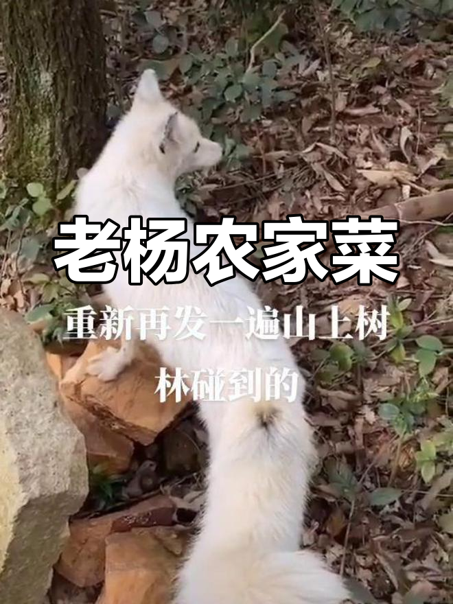 雪菜笋丝,鲜香脆嫩,吃上一口停不下来!