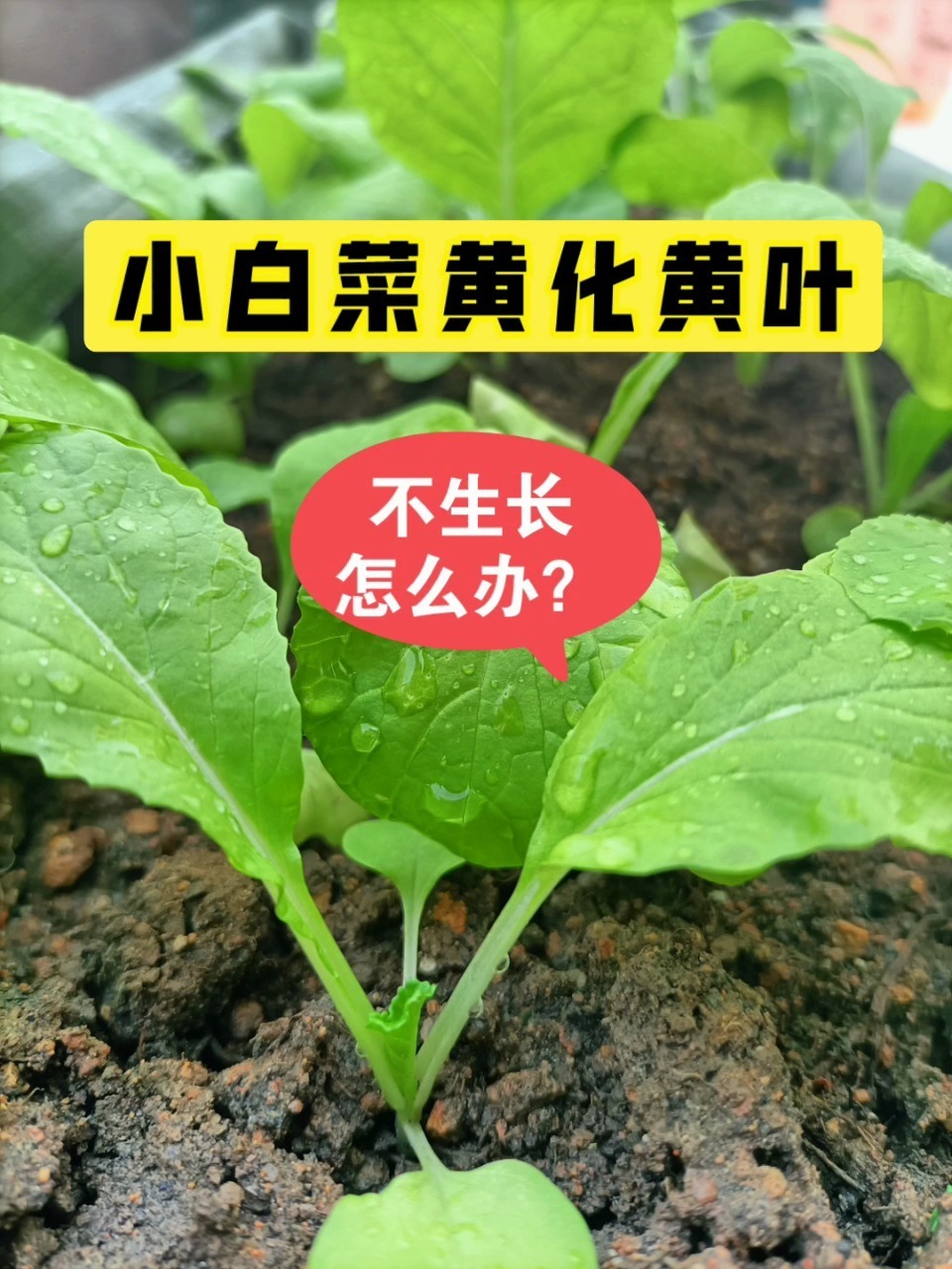家里种的小白菜黄叶不生长怎么办?