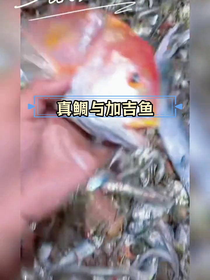 红绸鱼:鲈形目真鲷属鱼类