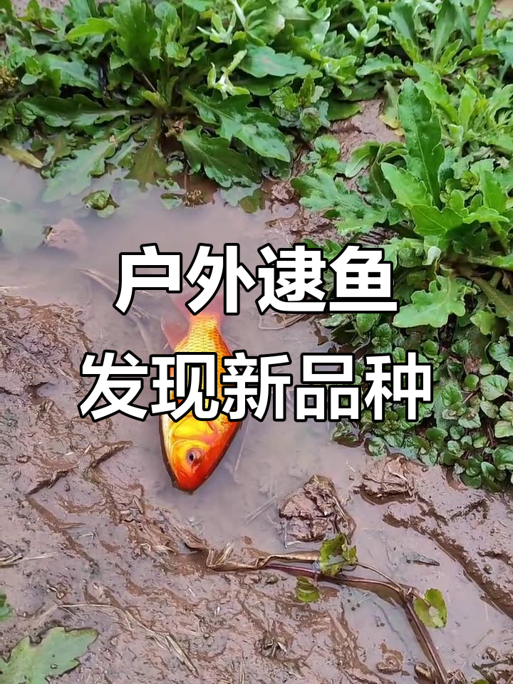 早起抓鱼大冒险:稻田里的红尾孔雀鱼