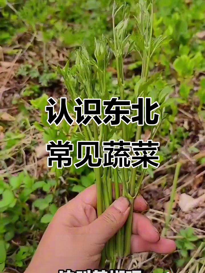 东北山野菜大揭秘，这些你吃过几种？