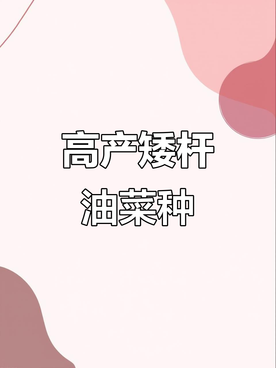 喜多油杂交油菜种子:矮杆、耐寒抗倒,早熟高产