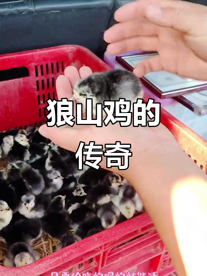 始于1872年,狼山鸡百年传承绿色美味南通老字号