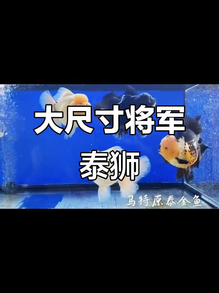 将军泰狮:大尺寸特色金鱼,霸气十足