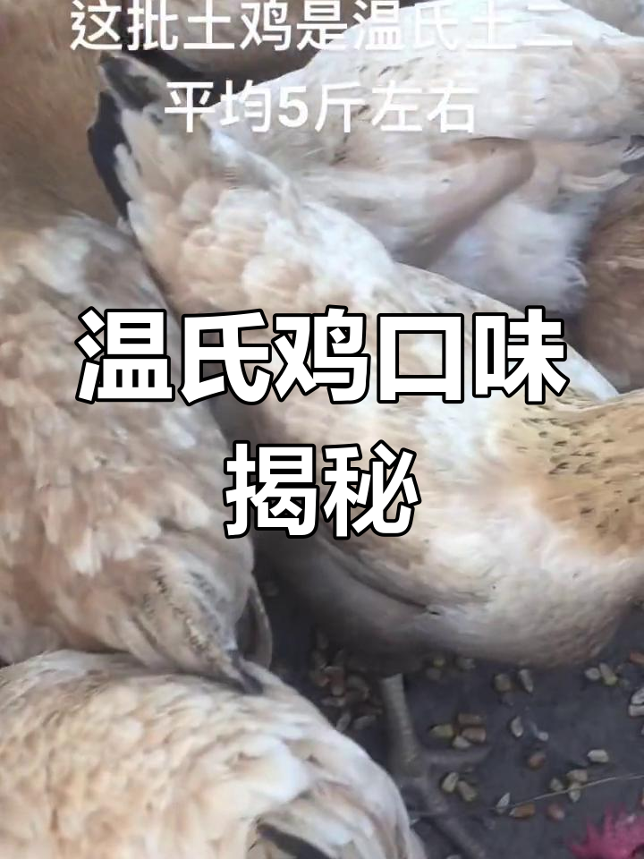 温氏土二鸡肉口感如何?吃过的朋友来谈谈!