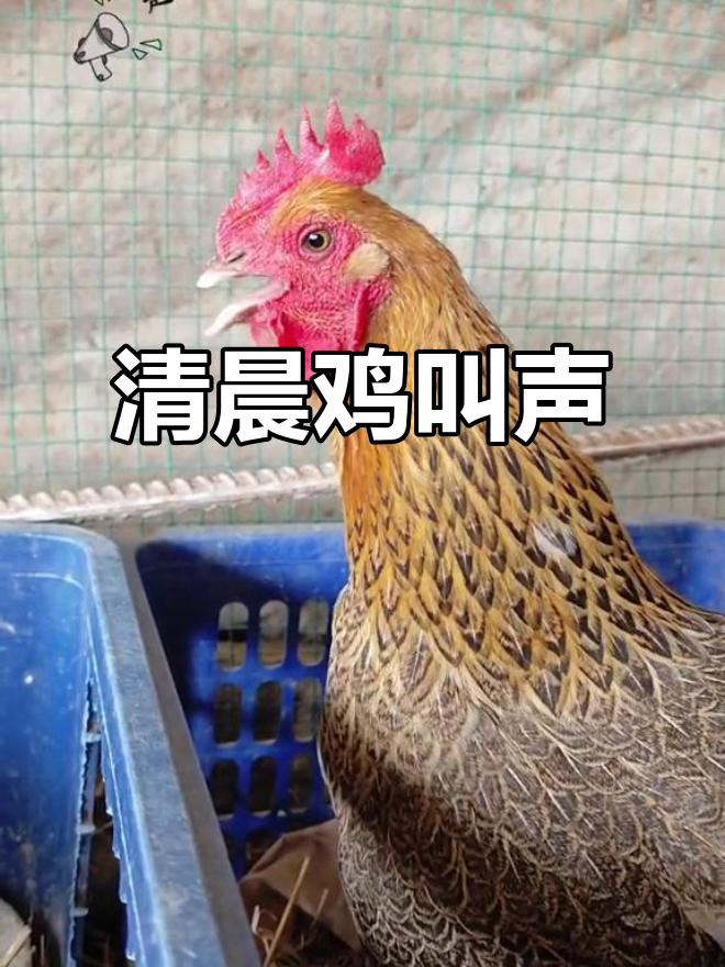 近距离听鸡鸣,感受乡村的早晨
