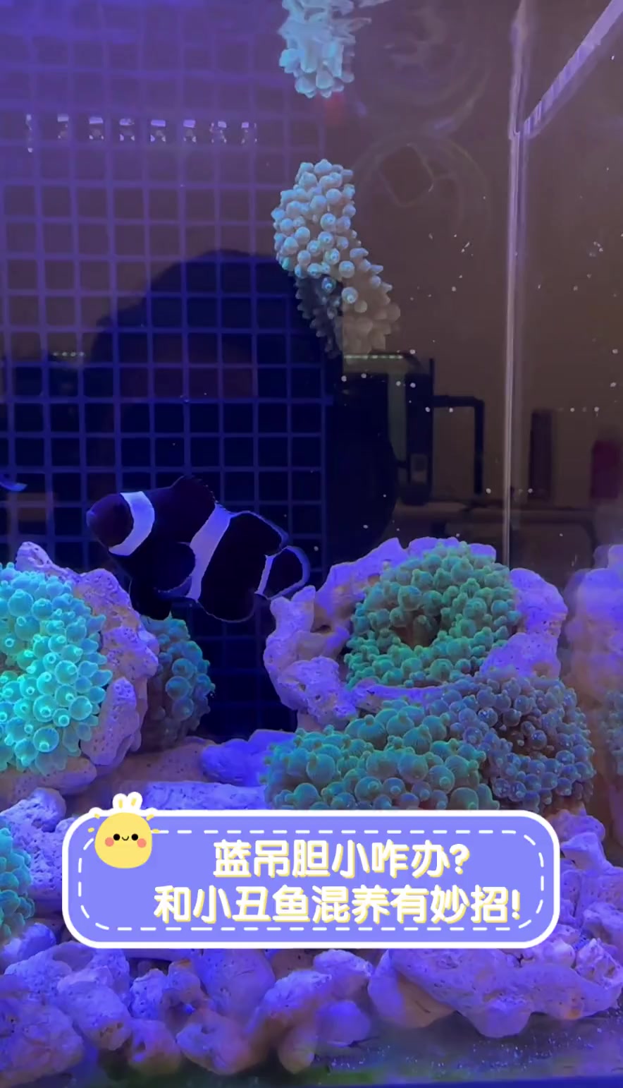 蓝吊胆小咋办?和小丑鱼混养有妙招!