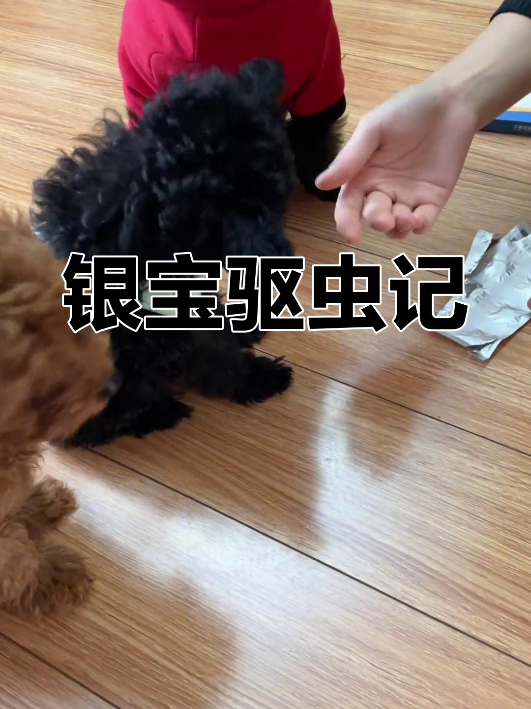 银宝最近总蹭屁股,该驱虫了!喂药轻松搞定,哈哈