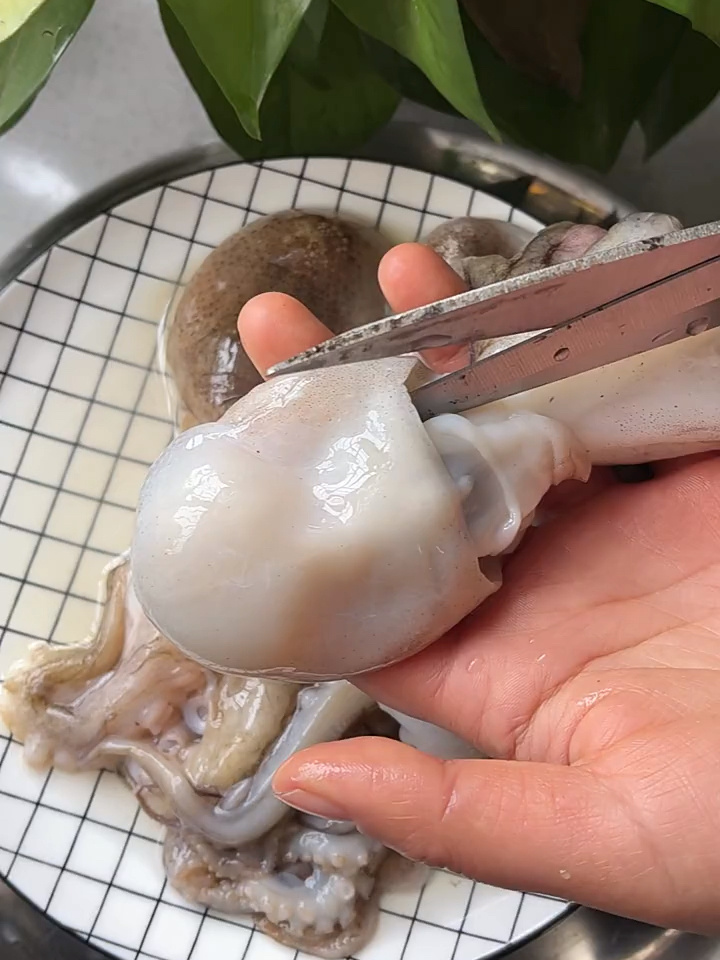 教大家如何清理八爪鱼