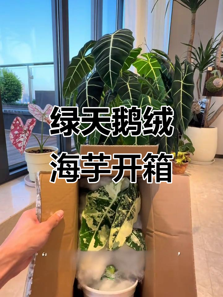 绿天鹅绒海芋开箱,叶片斑块均匀分布,颜值爆表!
