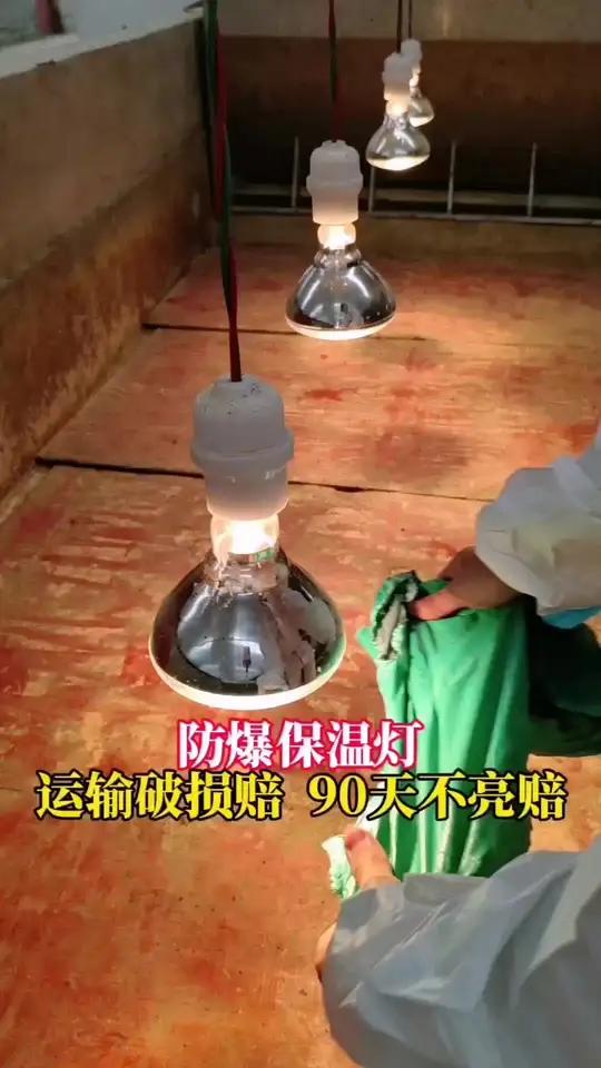 保温灯 猪场专用「防水防爆保温灯」