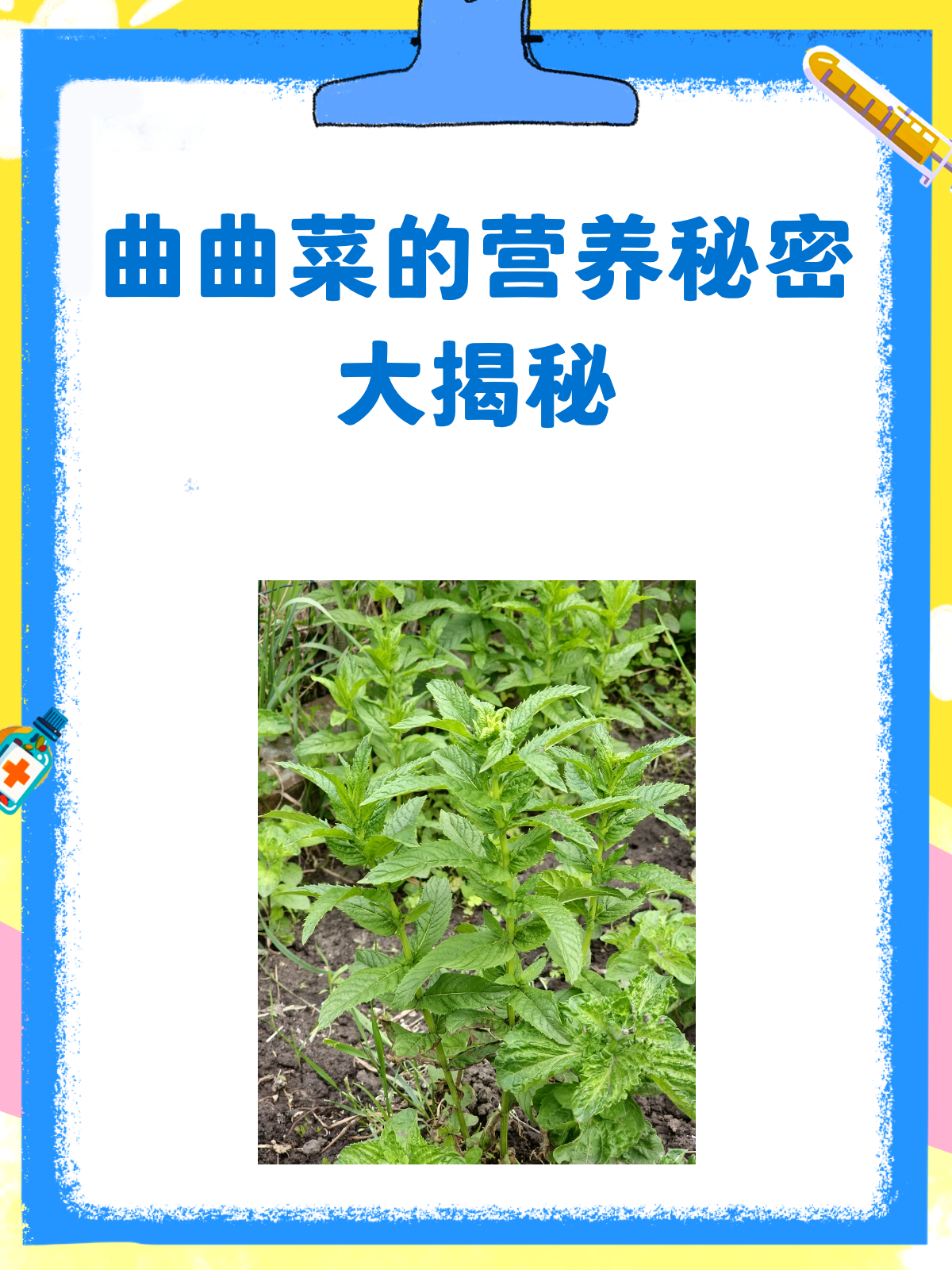 曲曲菜,被忽视的营养宝库!真的含蛋白质哦