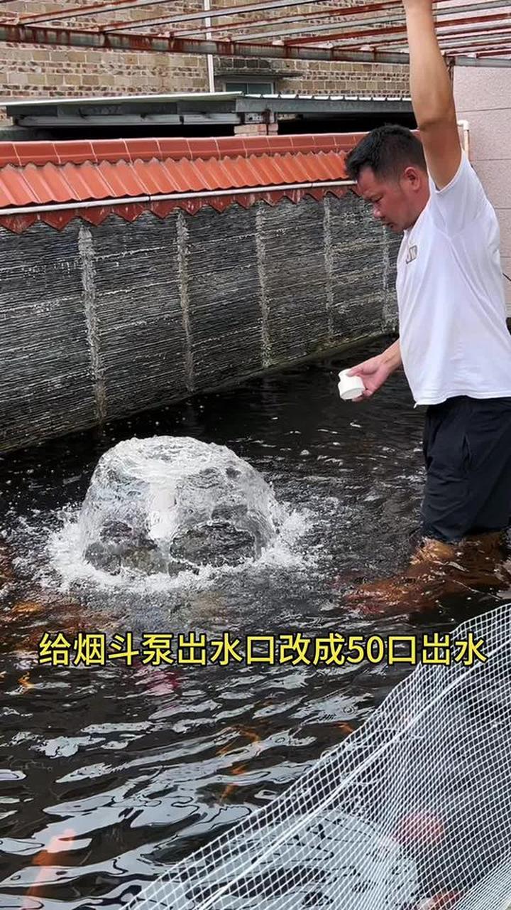 农家小院里的鱼池日常，记录朴实的田园生活