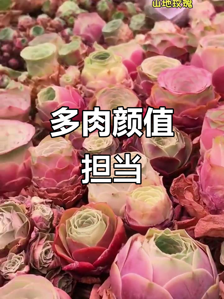 山地玫瑰,美丽易养,适合新手,多年生植物