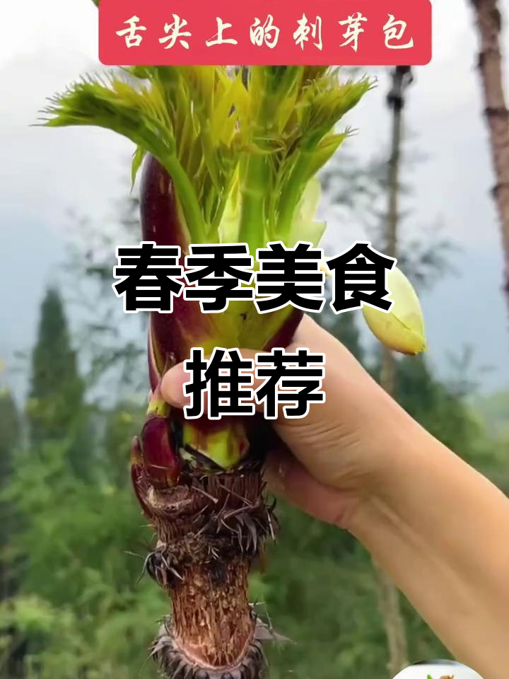 春日美味,刺老苞嫩滑可口,吃一次就停不下来!