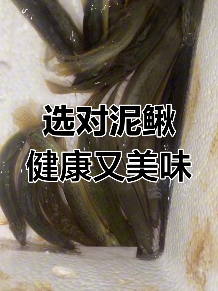 如何挑选野生泥鳅?营养价值与功效解析