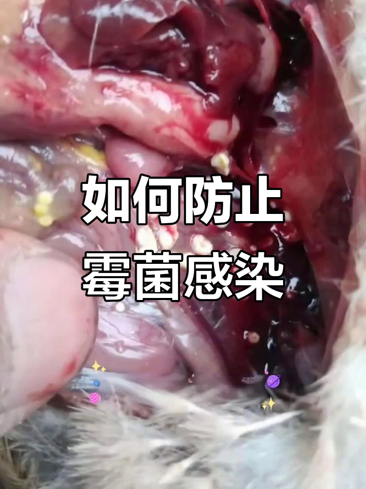 鸡肺出现白色结节？驱霉菌感染防治全攻略