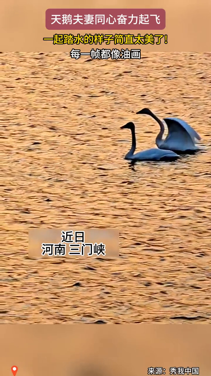 天鹅夫妻同心奋力起飞,一起踏水的样子简直太美了
