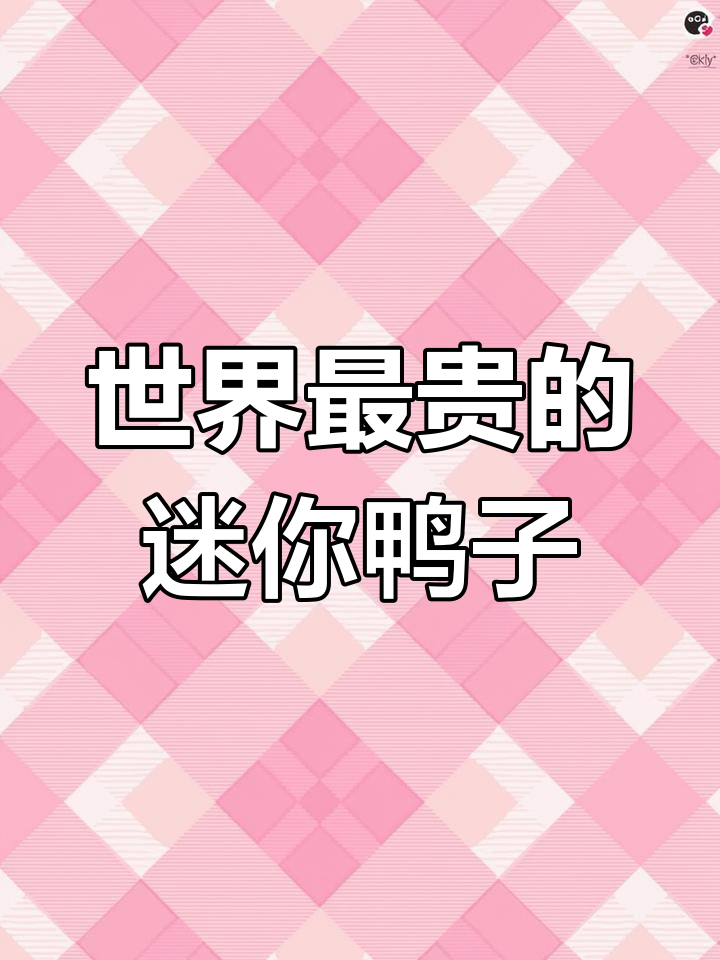 柯尔鸭为何如此昂贵?揭秘世界上最小的宠物鸭子