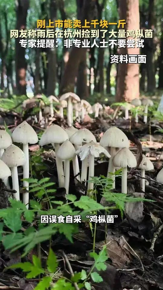刚上市能卖上千块一斤,云南姑娘今年在杭州采了200斤!专家提醒:非专业人士不要尝试