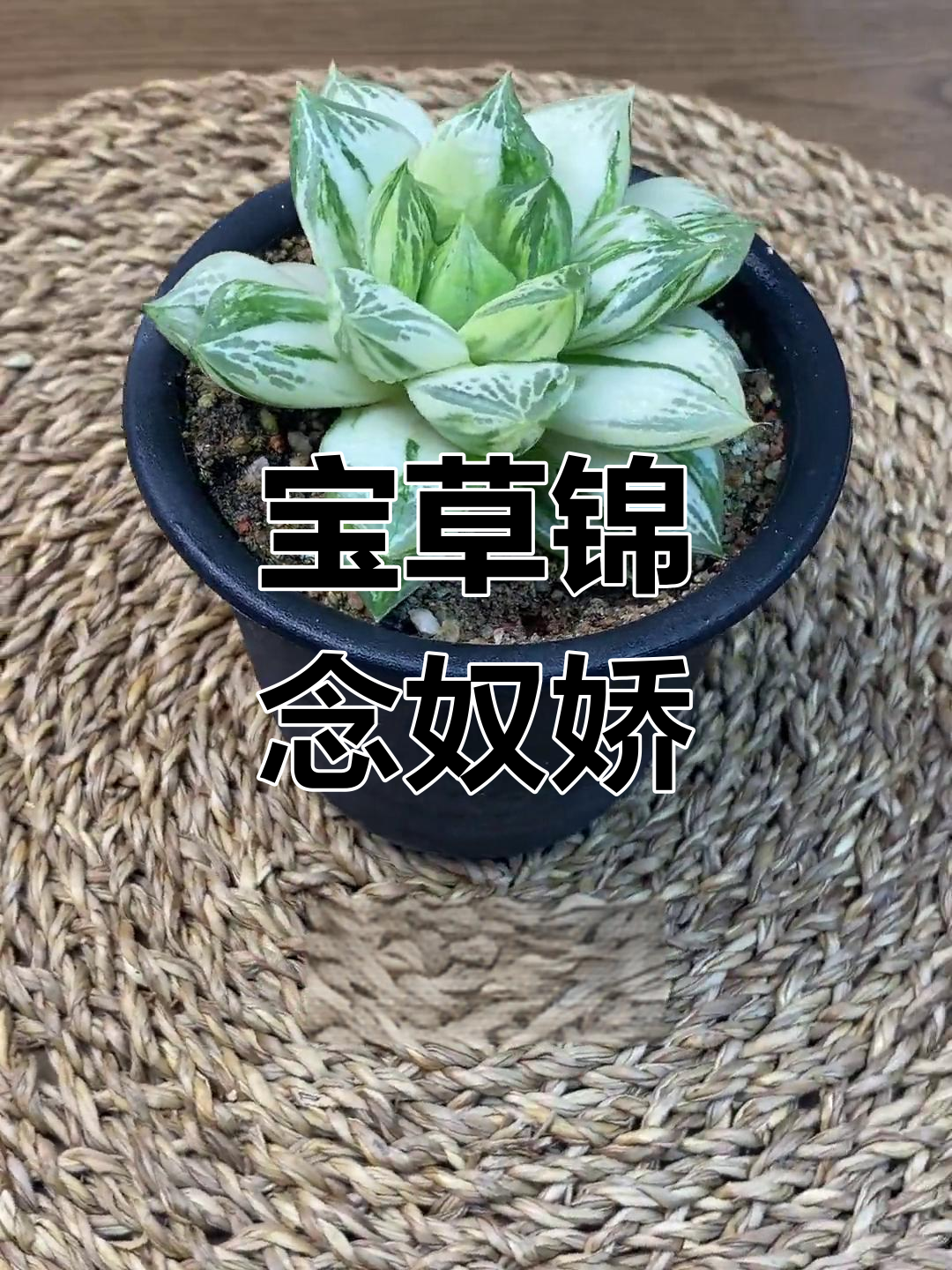 新品多肉植物阿尔巴佳人亮相