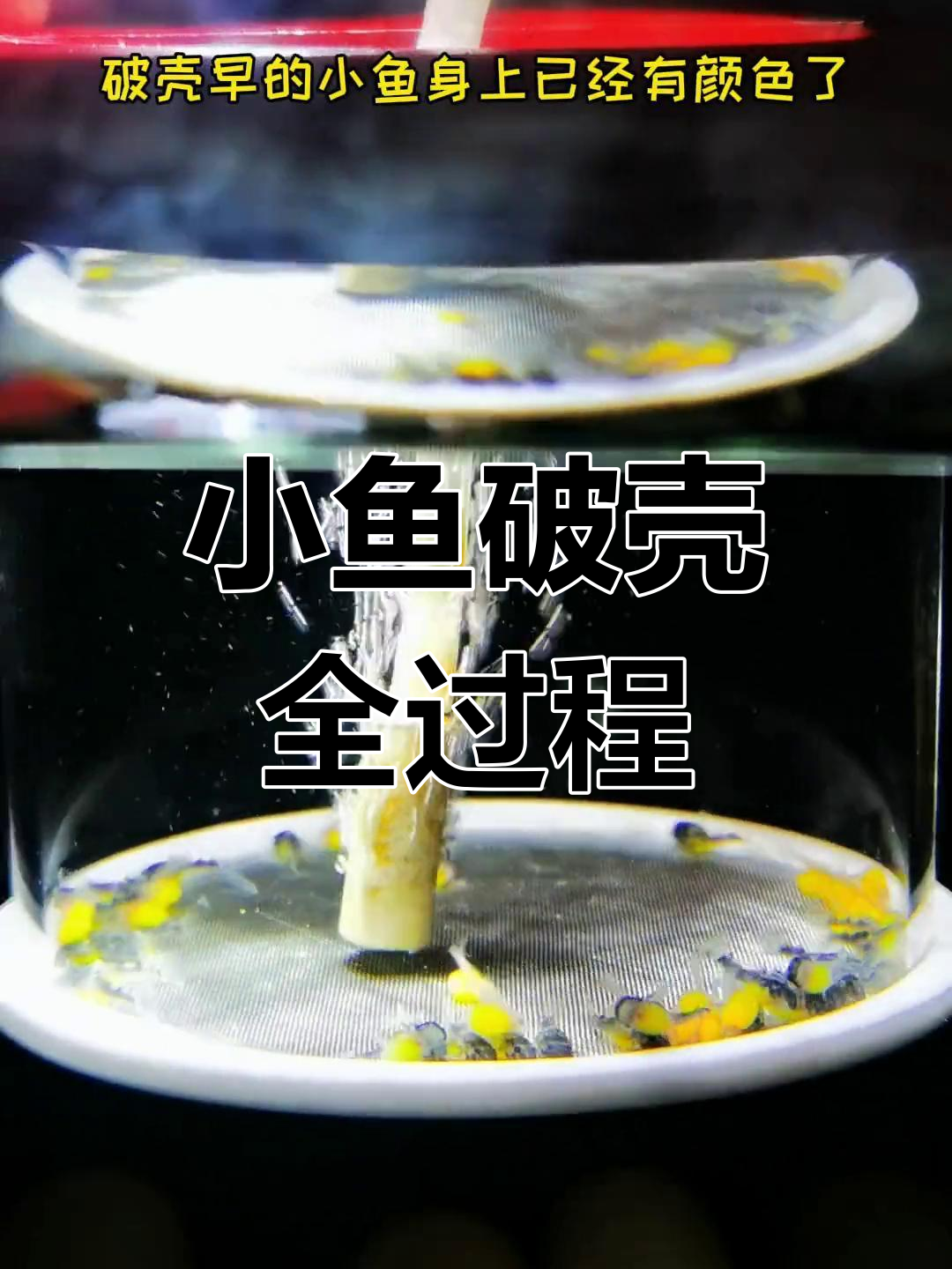 鱼卵孵化与小鱼破壳过程