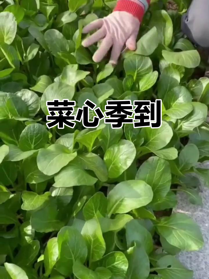 菜心季节来临,凉拌炒食皆美味