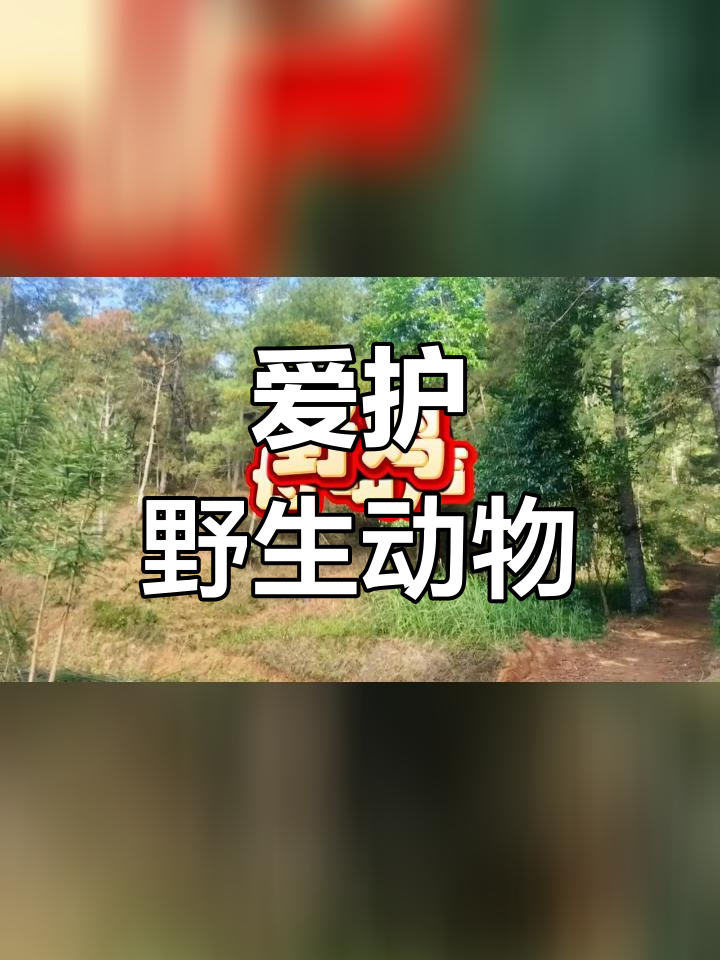 野鸡的和谐之声