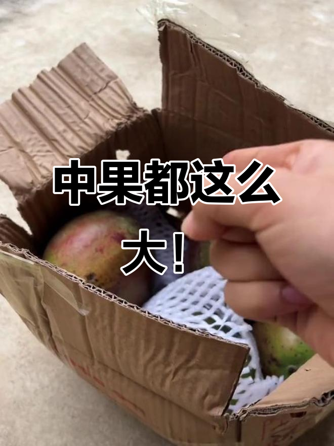 巨无霸芒果到底有多大?中果就九斤,大果简直不敢想