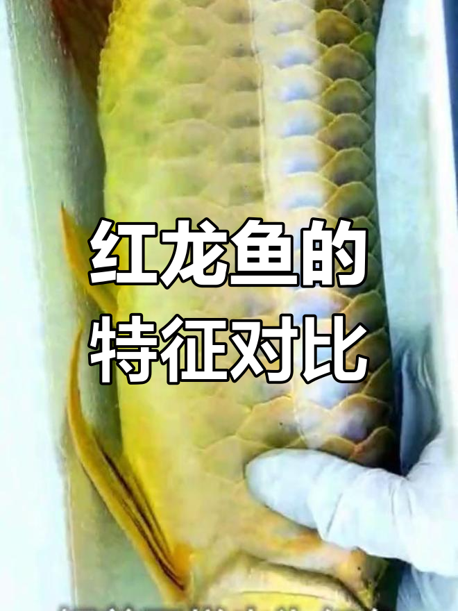 雪红龙与辣椒红龙的差异:价格、鳞片与鳍部特征解析