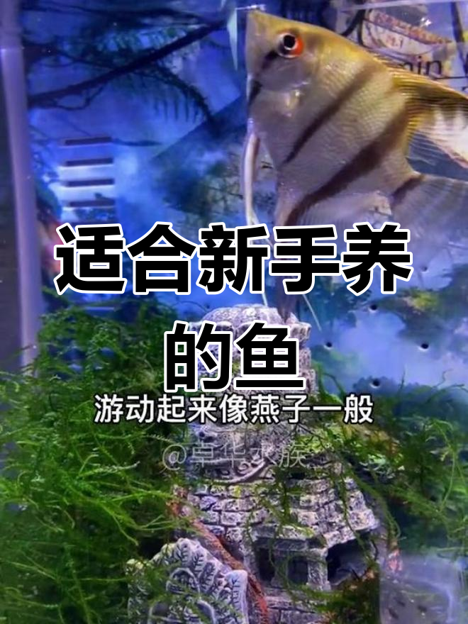 新手友好型热带观赏鱼推荐