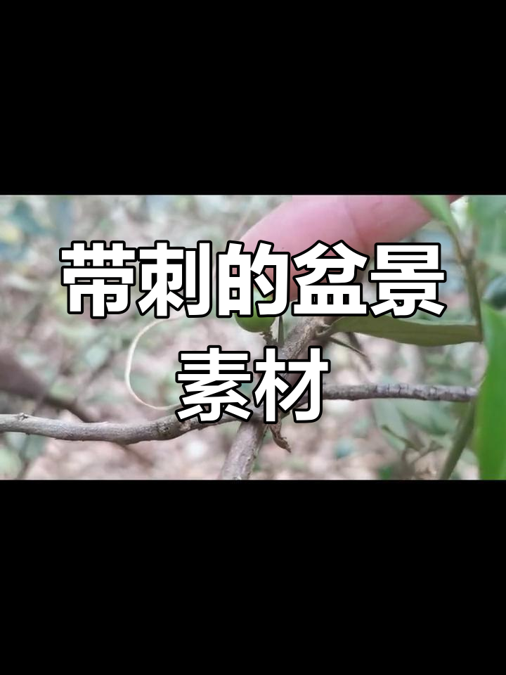 绿色果实的东风桔,刺多却有潜力