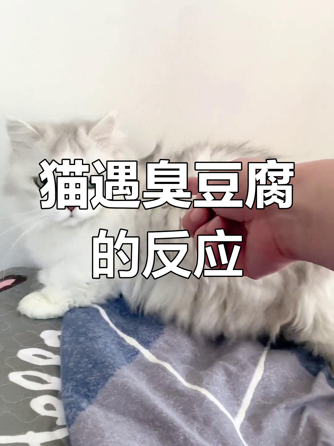 猫咪闻臭豆腐时的迷惑表情,太可爱了!