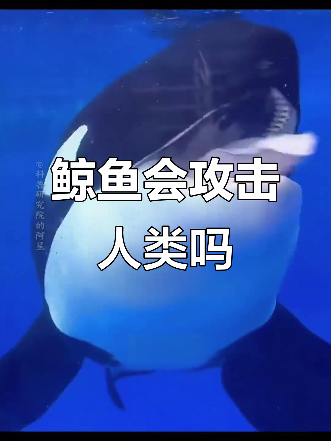这些鲸鱼真的吃人吗?揭秘维虎精、抹香鲸和座头鲸的真相