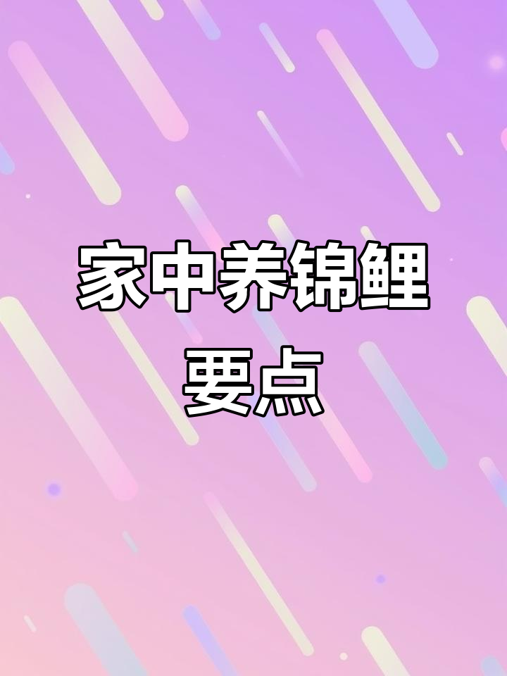 家庭养锦鲤的技巧与注意事项,如何选择合适的鱼缸和水温调控