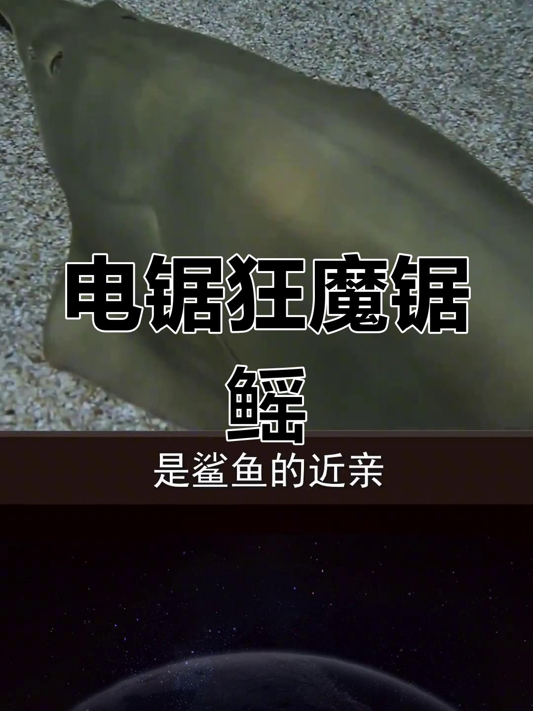 锯鳐:嘴如电锯,猎物瞬间分尸