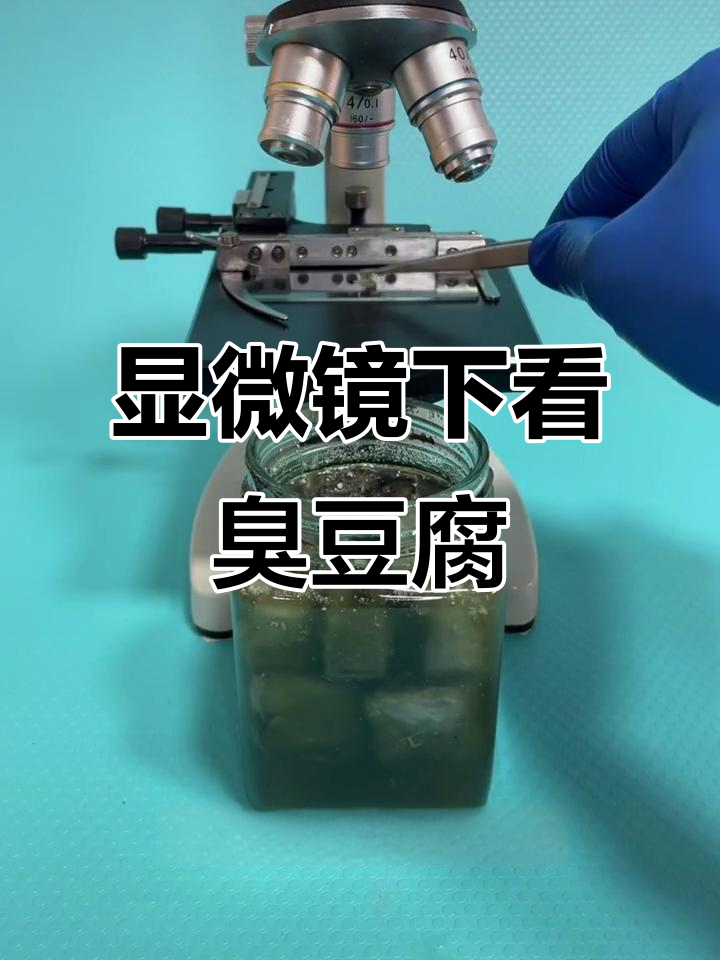 臭豆腐的微观世界,放大看竟然是这样!