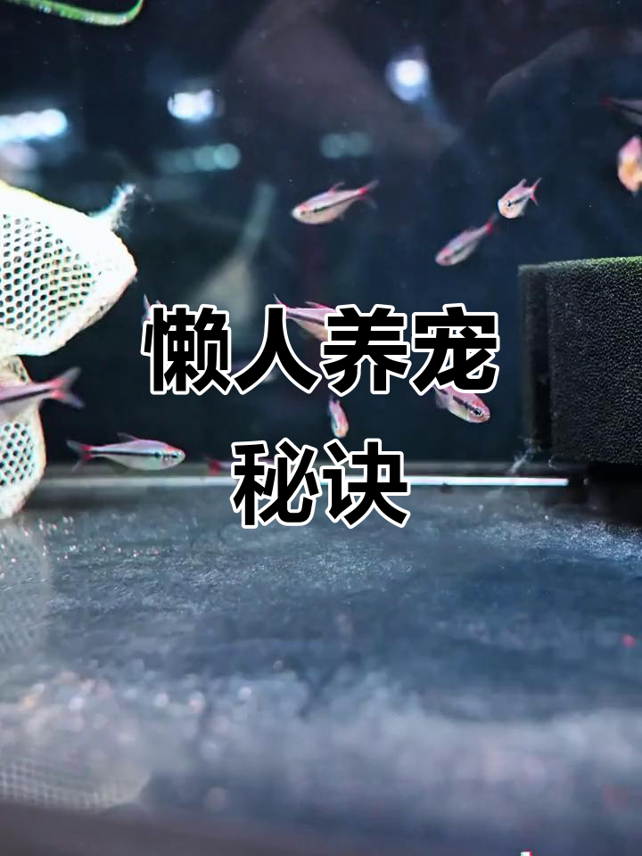 蓝宝石可卡,简单养护,适合懒人!