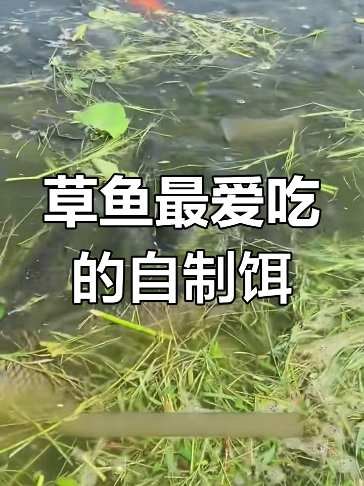 自制草鱼饵料,韭菜、玉米面粉等秘方大揭秘