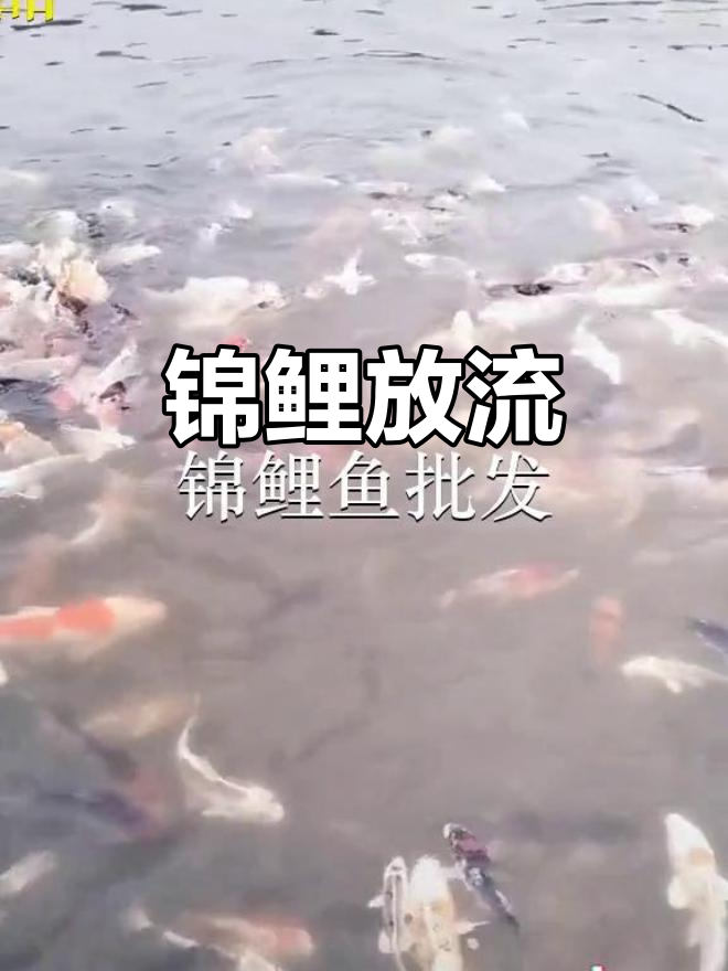 北海铁山港锦鲤鱼苗放流,惠州高潭迎来新生命