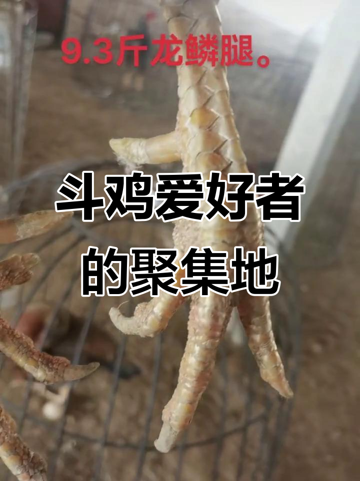 公母斗鸡爱好者大集合,精彩瞬间不容错过