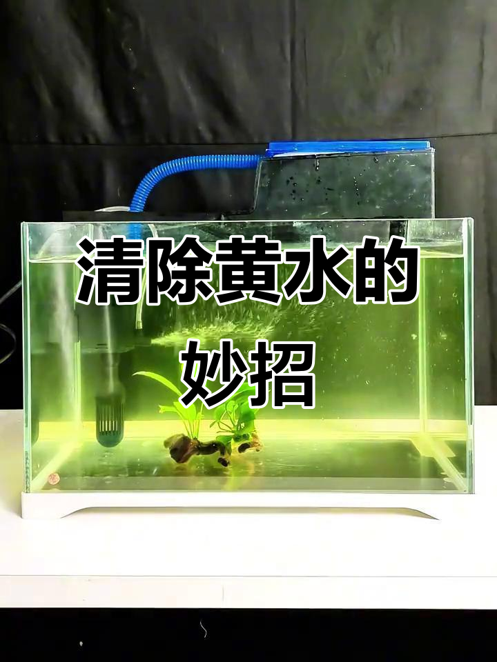 黄水困扰?蛋白棉轻松搞定,让鱼缸恢复清澈透明