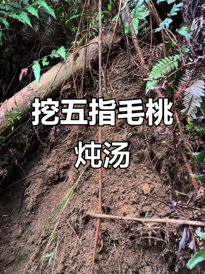 五指毛桃煲鸡汤,你尝过吗?