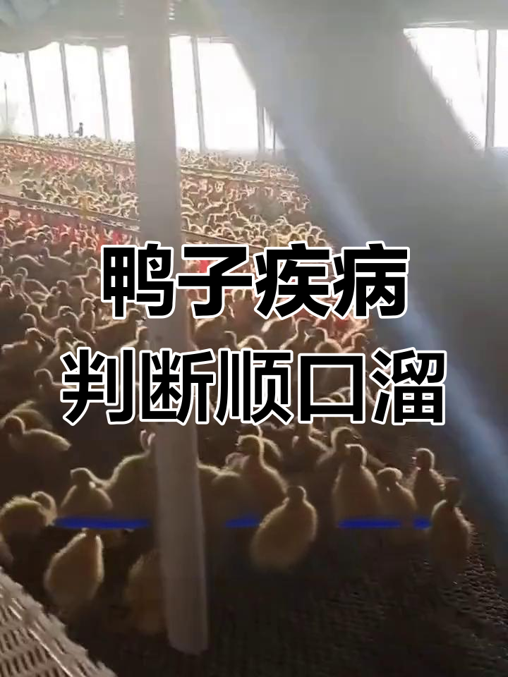 养鸭人必学!通过顺口溜判断鸭子疾病
