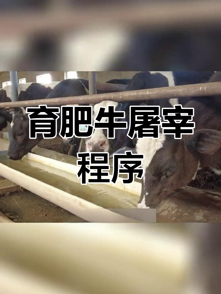 肉牛屠宰流程揭秘