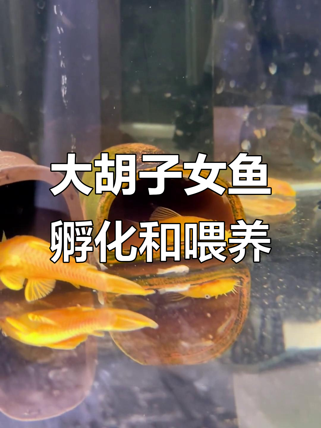 黄金大胡子鱼苗孵化,菠菜丰年虾喂食开口