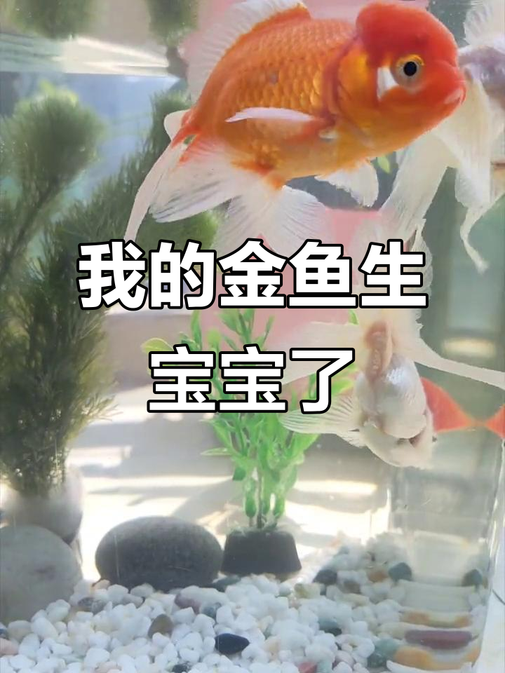 金鱼产卵大作战,小白忙不停