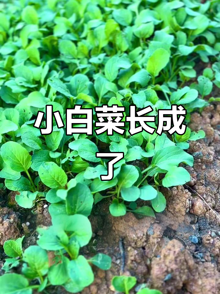 小白菜从播种到收获,绿油油的成长过程让人心情大好